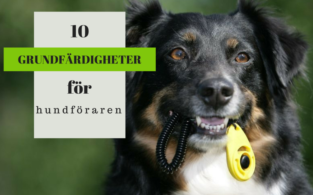 10 grundfärdigheter varje hundFÖRARE behöver