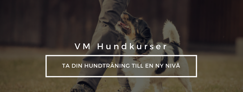 Hundkurser i tävlingslydnad, rallylydand, HtM, friskvård för hund. Uppsala, Gävle, Tierp
