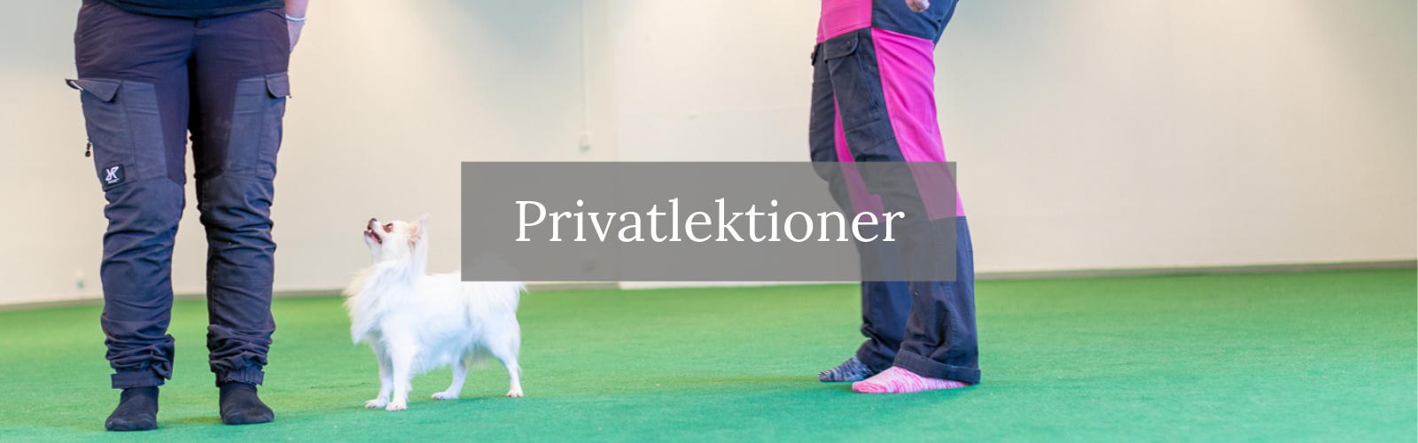 privatträning - hund - privatlektion - Uppsala - Gävle - Tierp
