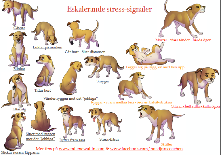 stressignaler